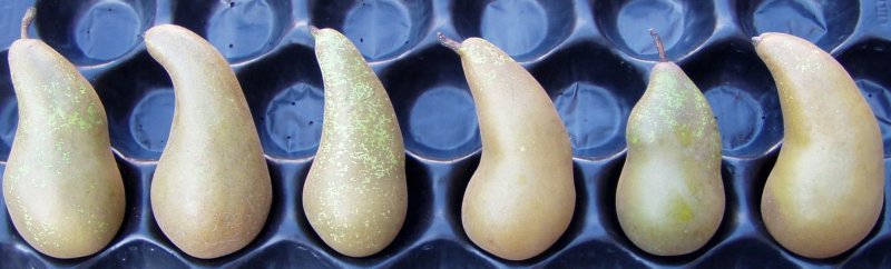 Conference Pears not conforming to Class 1 shape Conference Pears not conforming to Class 1 shape