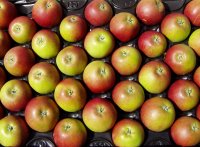 Cox Apples