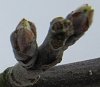 Cox at bud burst stage