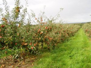 Cox Apple Orchard