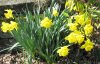 Daffodils