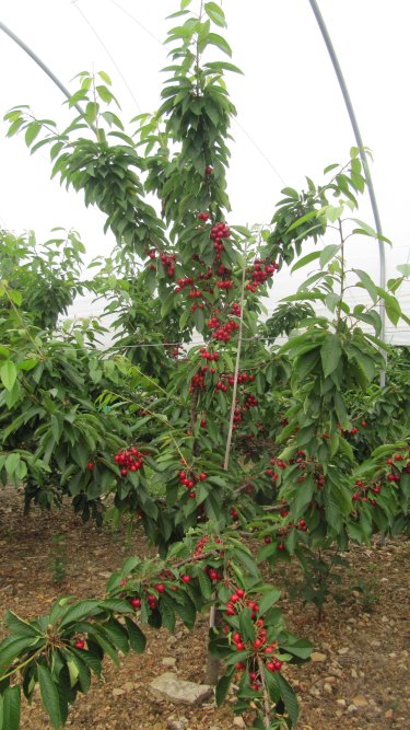 Cherries grown at Mount Ephraim are now under protective Tunnels!