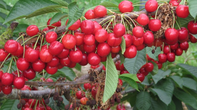 Cherries are now the most important crop at Mount Ephraim