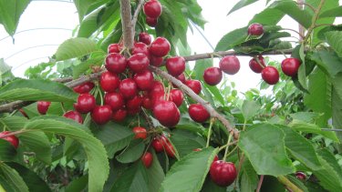 Beautiful juicy English Cherries!