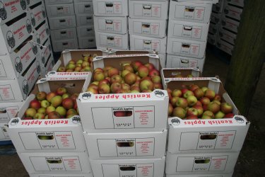 Apples ready for despatch from the farm at Mount Ephraim.