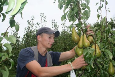 Conference Pear picking at Mount Ephraim