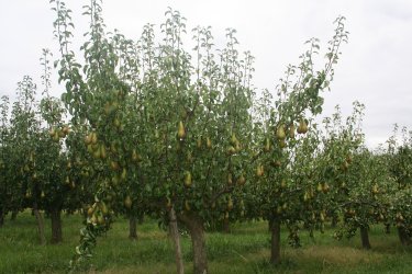 Pears have been grown at Mount Ephraim for 40years.