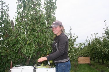 This young lady is enjoying picking pears at Mount Ephraim.