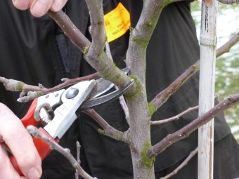 Brian Thompsett removes a strong branch from this 3 year old tree