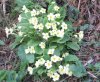 Primroses Primroses