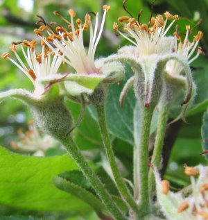 Gala Apples at the early fruitlet stage