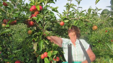 Picking Gala this week in East Sussex Picking Gala this week in East Sussex