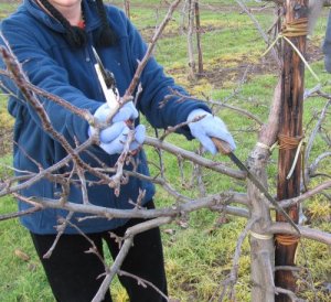 Removing a strong branch