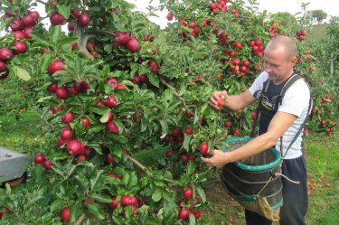 Picking Gala at Aston Fruit Farm