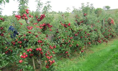 Gala at Aston Fruit Farm