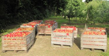 Bins of high quality Gala ready for the journey to store Bins of high quality Gala ready for the journey to stoe