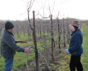 Pruning Gala in West Kent