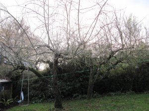 Unpruned garden trees