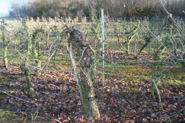 Older Bramley after pruning.