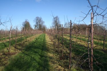 The main Gala orchard