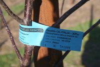 High quality Italian trees!