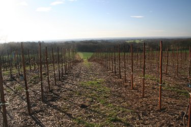 The new Gala Shniga orchard.