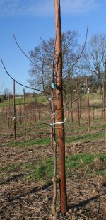 Young Gala Shniga 'knipboom' trees