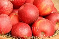 Gala Shniga Apples