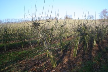 Older Bramley before pruning.