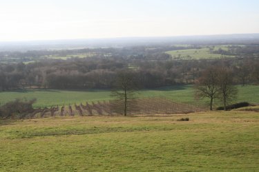 A view of the new Gala Shniga orchard from up on the ehill