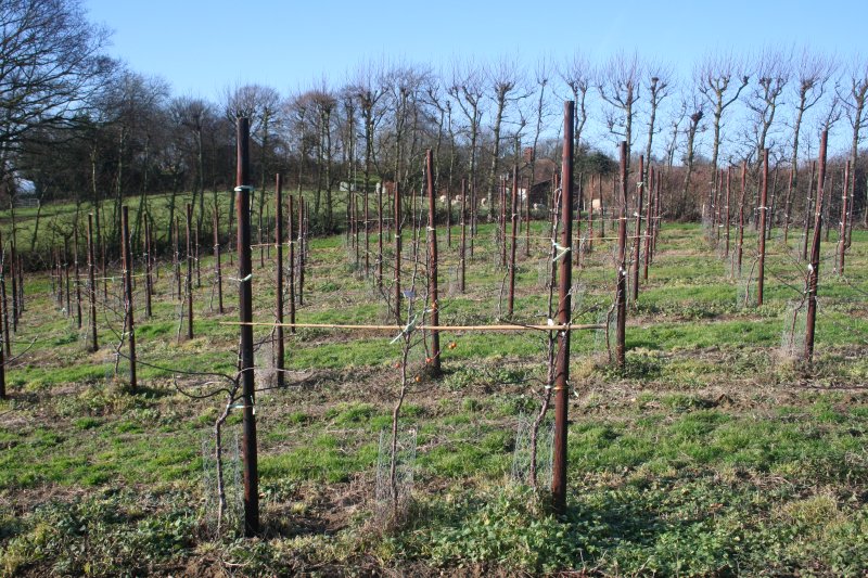 The young Bramley orchard with Malus pollinators at 1 in 9.