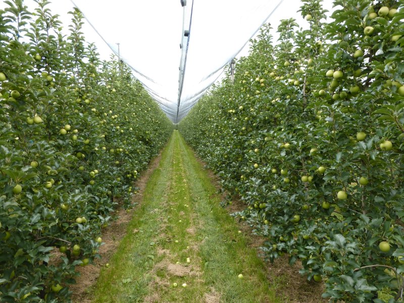 Bibaum Pink Lady in its 7th leaf