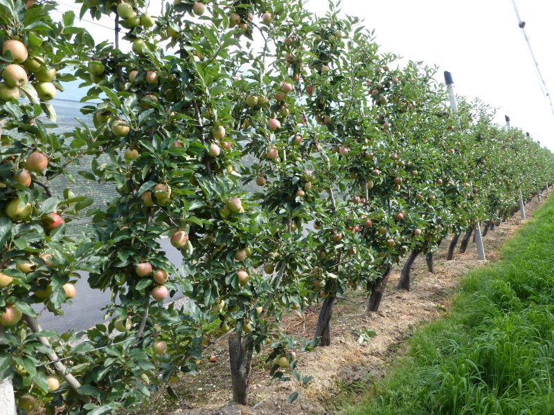 Gala on Bibaum trees at 5th leaf