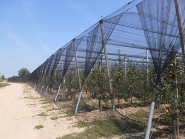 Hail covers at Gruber Genetti Orchards