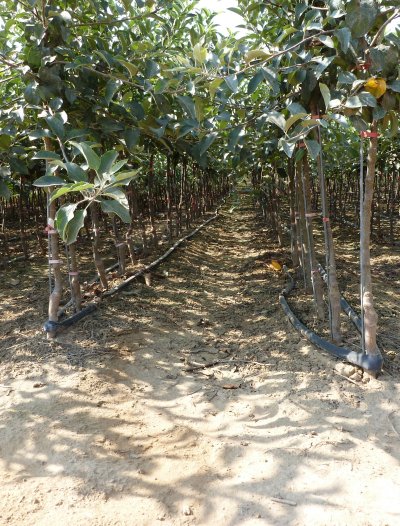 Trickle irrigation is a key element in the nursery process