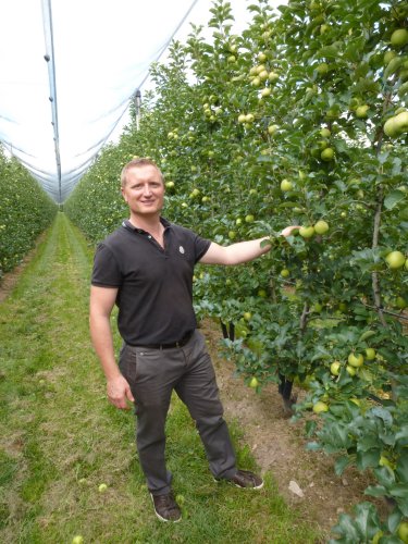 Manfred Varesco in his Pink Lady Orchard