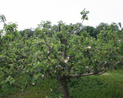 Bramley tree with fruitlets and secondary blossom showing