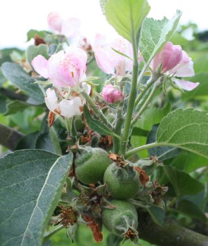 Bramley fruitlets and secondary blossom