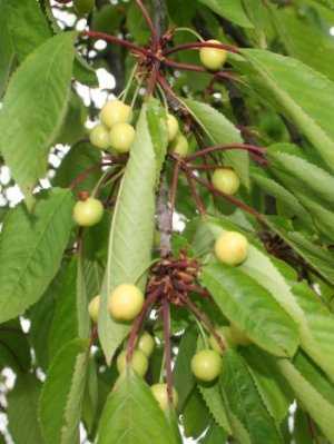 Cherries in East Sussex with about a month to go!