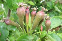 Conference Pear 'fruitlets' beginning to sort themselves out!