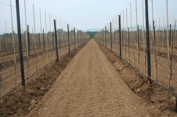 Redlove orchard after planting