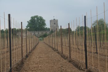 Redlove orchard before trees are planted