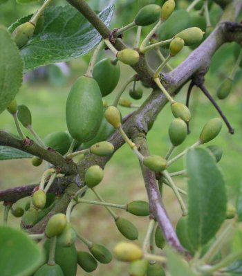 These Victoria Plums are thinning out naturally