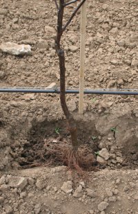 A Redlove tree in place before securing takes place