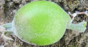 King fruit with pronounced stalk end