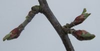 Malus bud in advanced bud burst stage