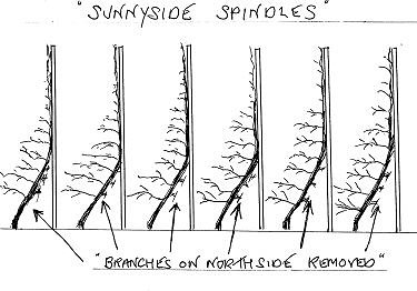 An illustration of how the Sunnyside Spindle trees are pruned to maximise sunlight capture