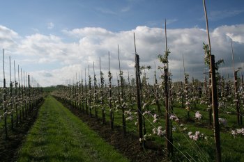 A new Gala orchard at Nichol Farm