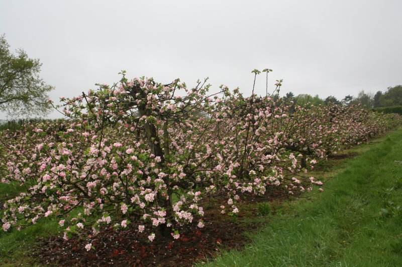 Abundant Bramley Blossom!