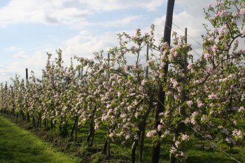 Established Gala trees in bloom at Nichol Farm